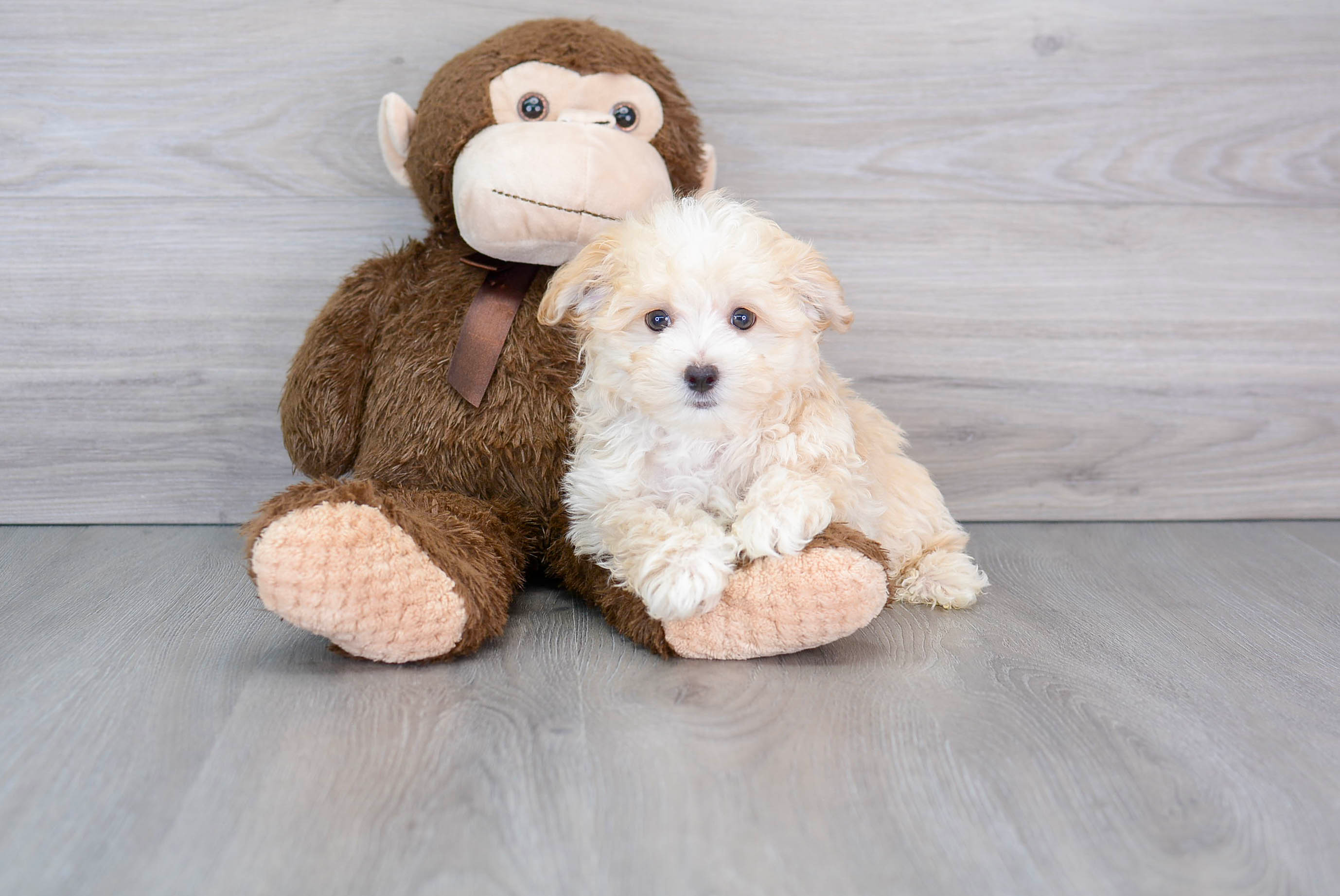 Maltipoo Pup Being Cute