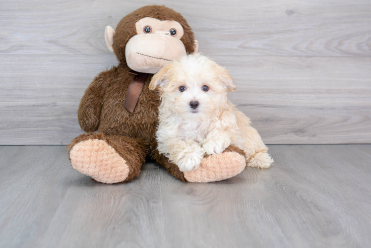 Meet Ziggy - our Maltipoo Puppy Photo 1/3 - Puppy Love PR Maltipoo Pup Being Cute