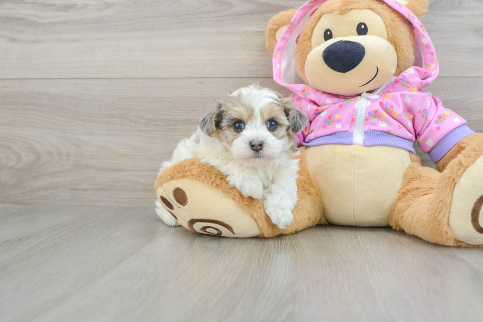 Adorable Multipoo Poodle Mix Puppy