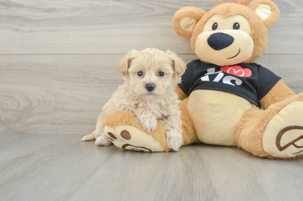 5 week old Maltipoo Puppy For Sale - Puppy Love PR