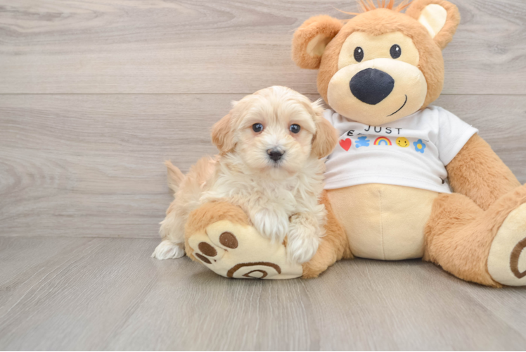 Smart Maltipoo Poodle Mix Pup