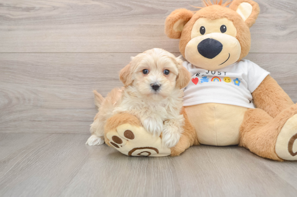 Smart Maltipoo Poodle Mix Pup