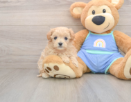 9 week old Maltipoo Puppy For Sale - Puppy Love PR