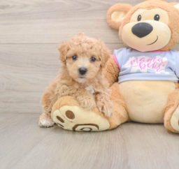 9 week old Maltipoo Puppy For Sale - Puppy Love PR