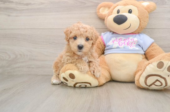 Playful Malt a Poo Poodle Mix Puppy