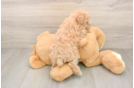 Energetic Maltepoo Poodle Mix Puppy