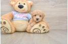 Maltipoo Puppy for Adoption
