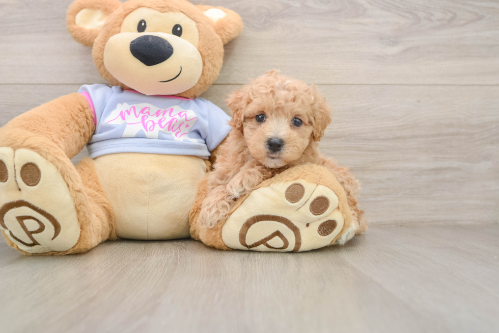 Maltipoo Puppy for Adoption