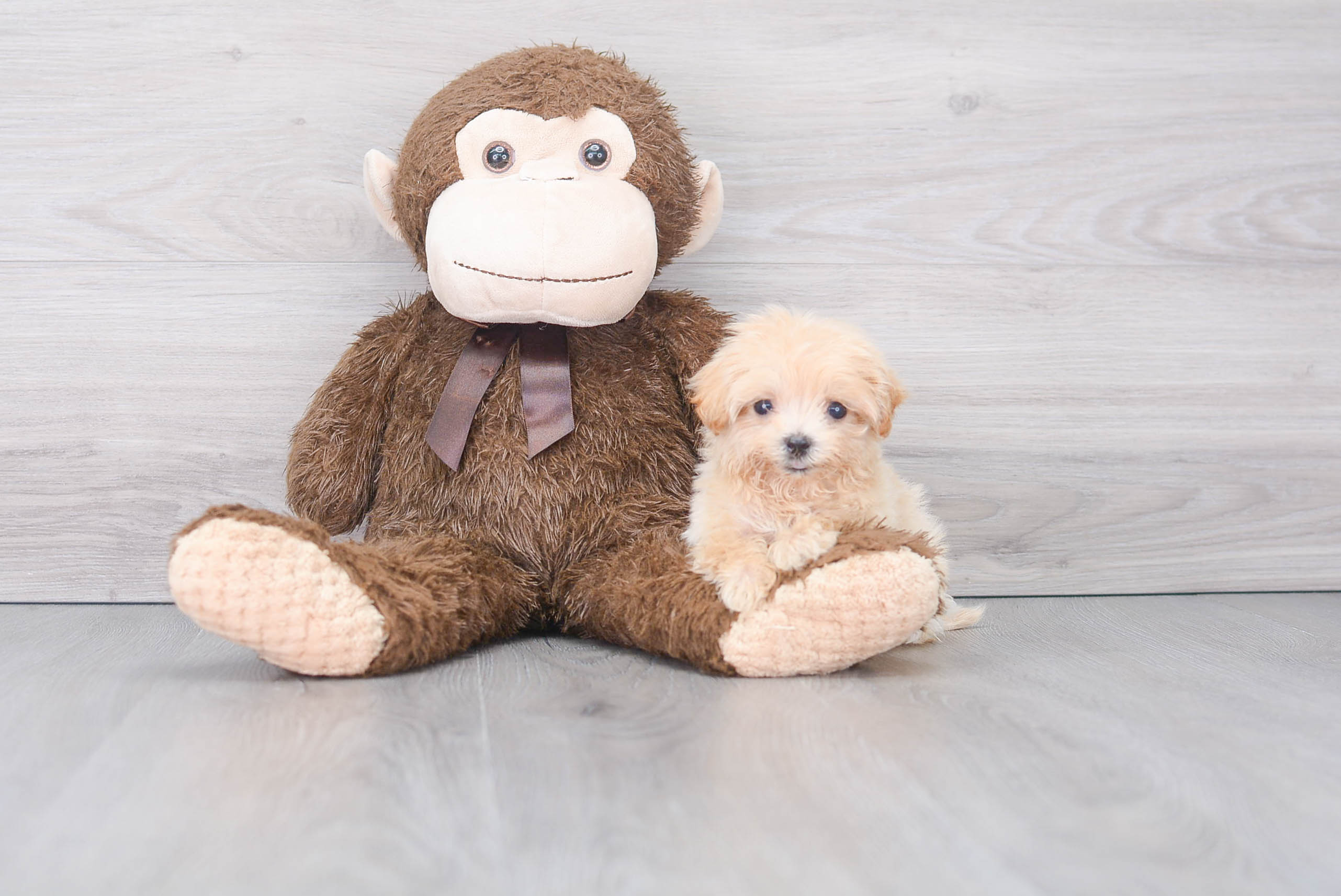 Cute Maltipoo Baby