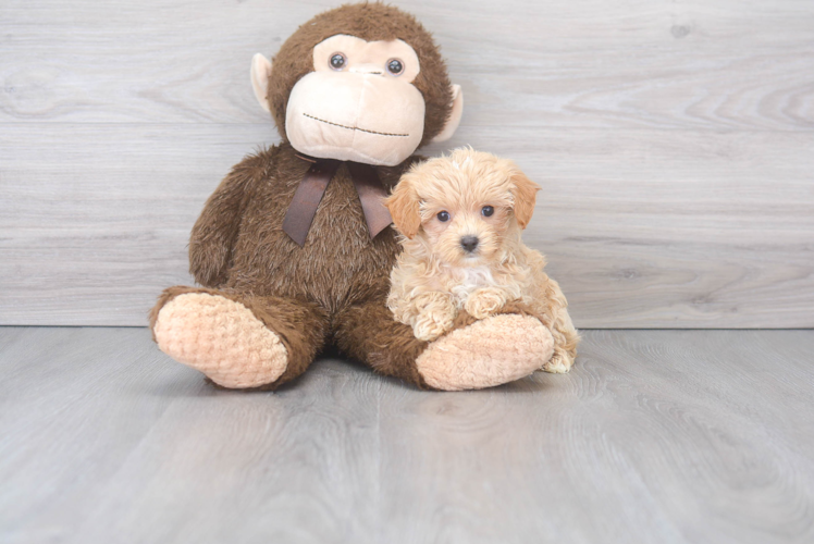 Cute Maltipoo Poodle Mix Pup