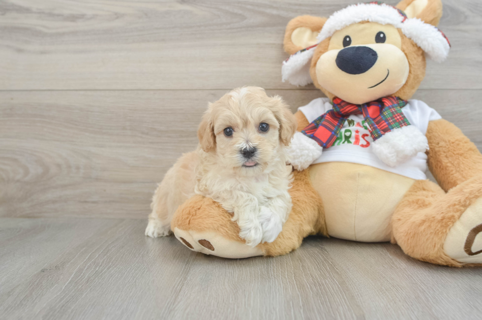 5 week old Maltipoo Puppy For Sale - Puppy Love PR