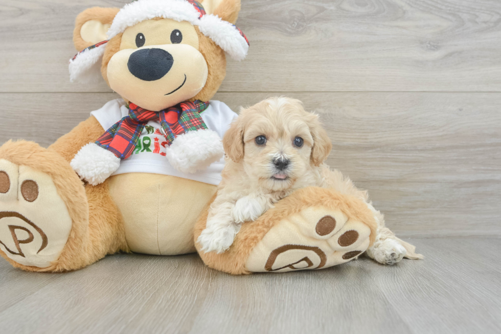 Fluffy Maltipoo Poodle Mix Pup