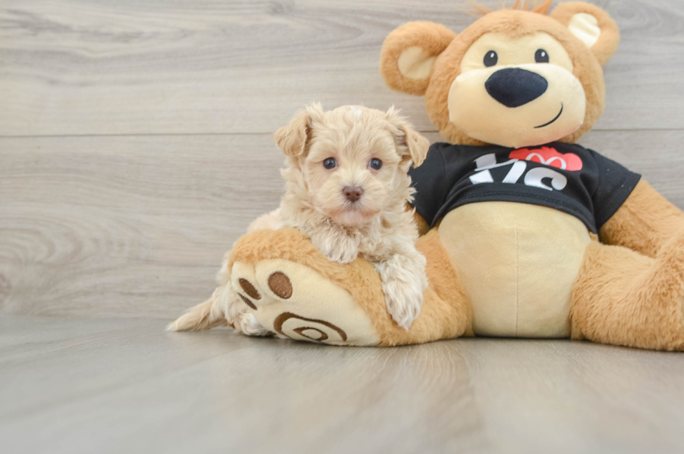 5 week old Maltipoo Puppy For Sale - Puppy Love PR