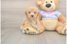 Maltipoo Puppy for Adoption