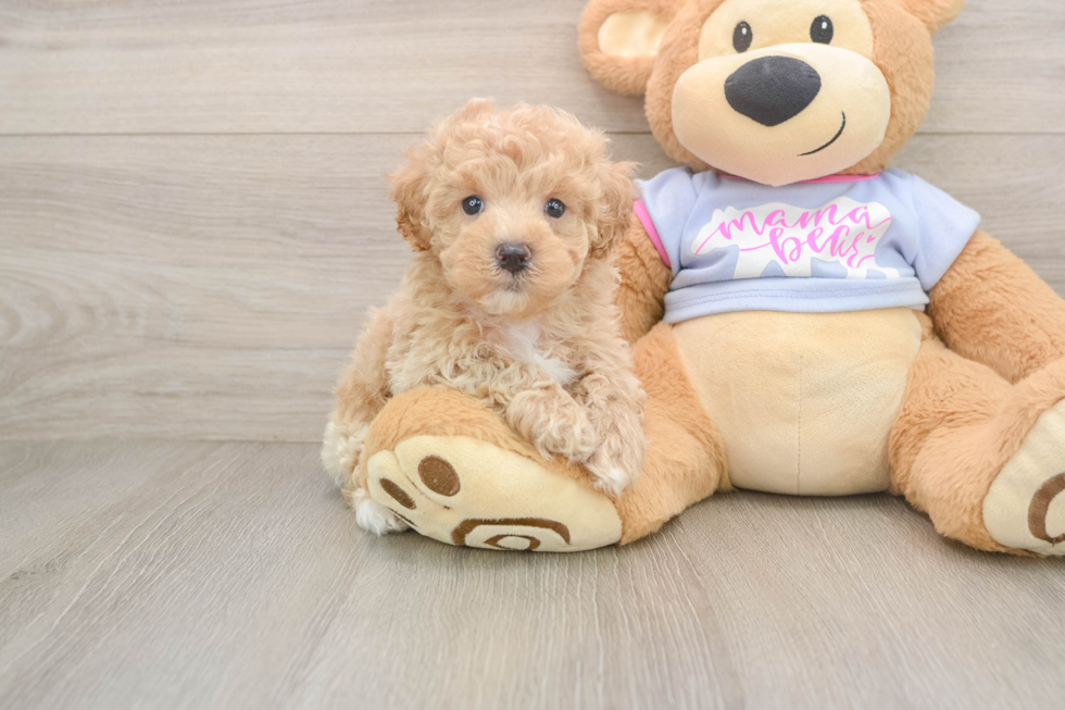 Maltipoo Puppy for Adoption
