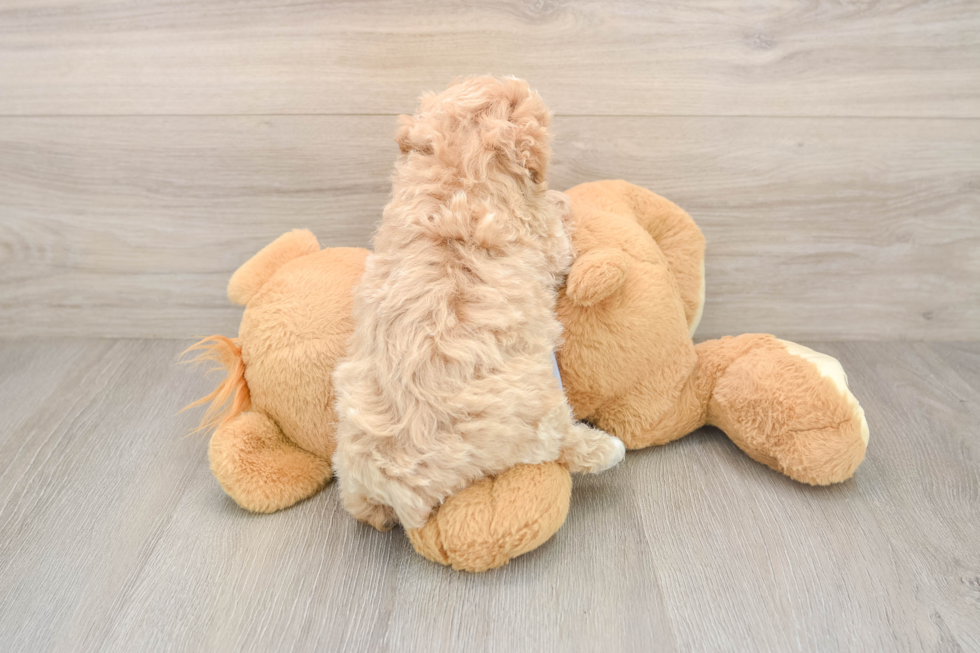 Fluffy Maltipoo Poodle Mix Pup