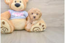 Friendly Maltipoo Baby