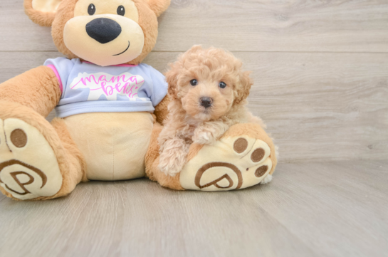 Friendly Maltipoo Baby