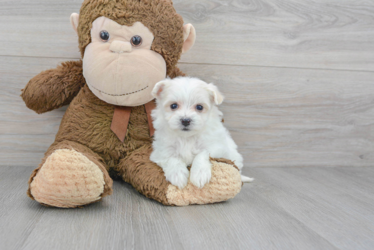 Adorable Maltese Poodle Poodle Mix Puppy