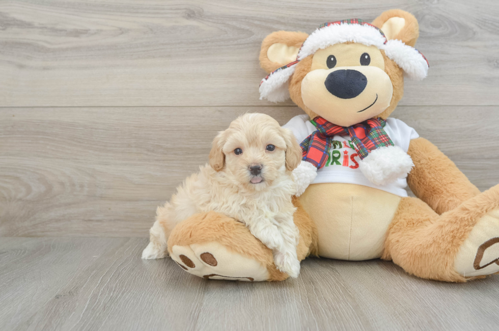 5 week old Maltipoo Puppy For Sale - Puppy Love PR