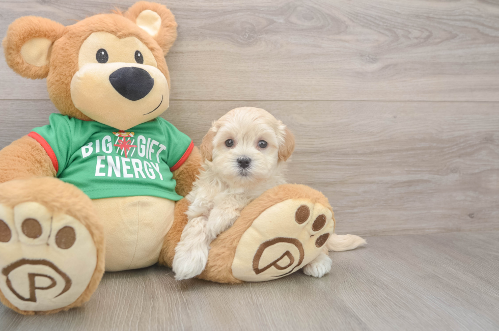 6 week old Maltipoo Puppy For Sale - Puppy Love PR