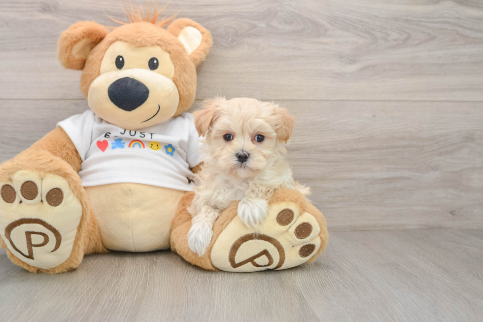 Funny Maltipoo Poodle Mix Pup