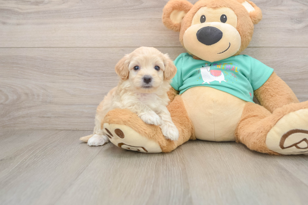 Popular Maltipoo Poodle Mix Pup