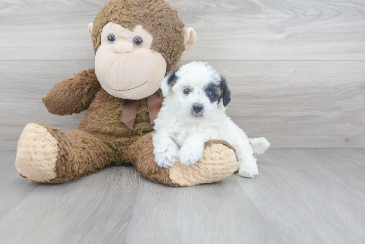 Cute Maltepoo Poodle Mix Puppy