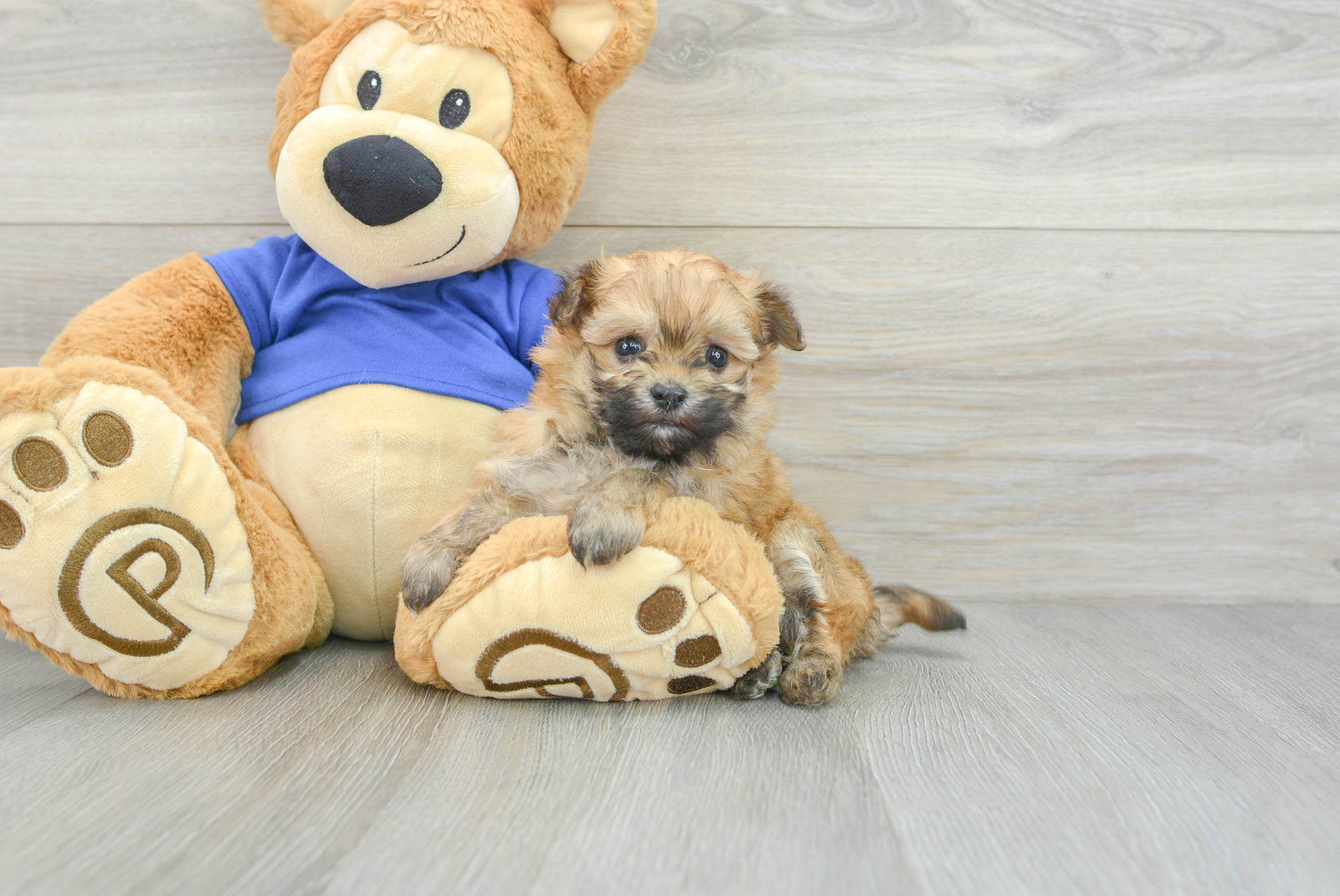 Maltipoo Pup Being Cute