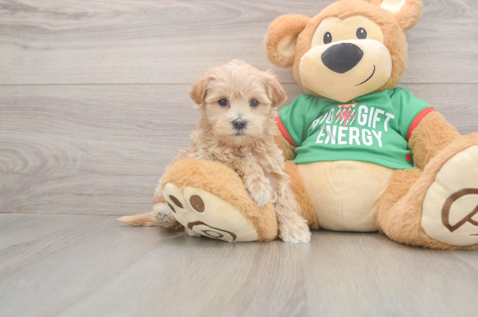6 week old Maltipoo Puppy For Sale - Puppy Love PR
