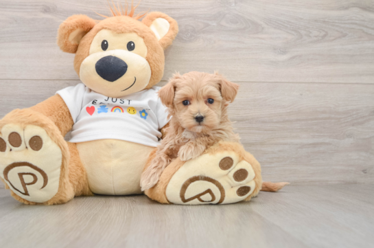 Maltipoo Puppy for Adoption