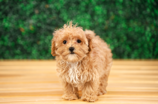 Cute Maltipoo Poodle Mix Pup