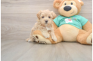 Little Maltepoo Poodle Mix Puppy