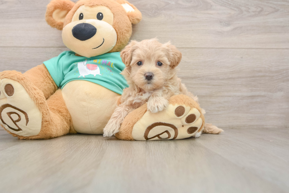 Maltipoo Pup Being Cute