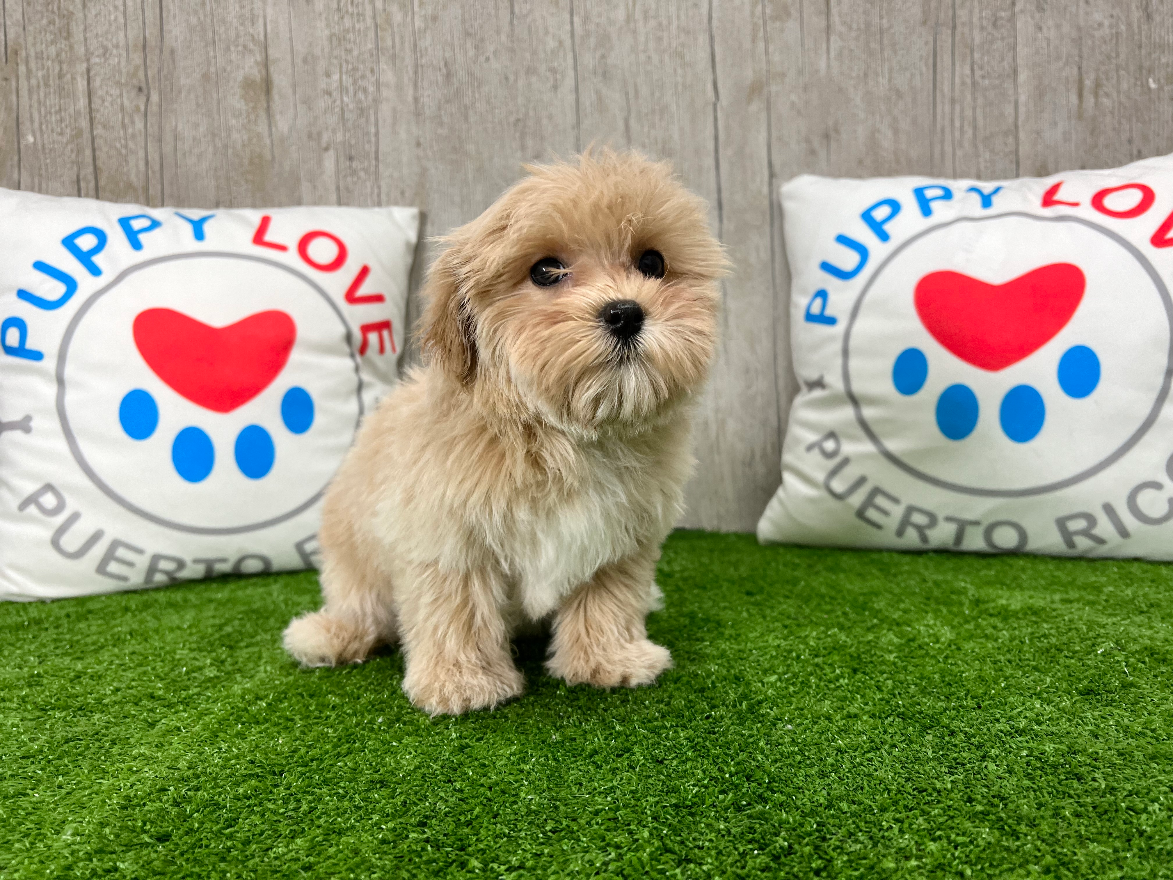 Maltipoo Puppy for Adoption