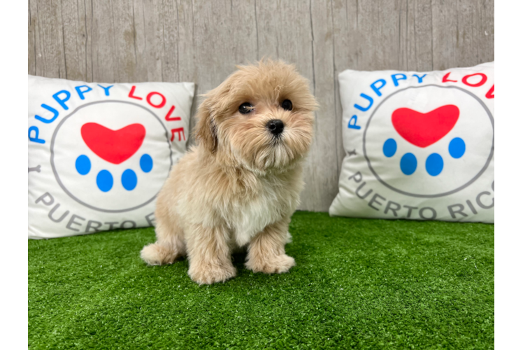 Meet Zoe - our Maltipoo Puppy Photo 1/3 - Puppy Love PR Maltipoo Puppy for Adoption