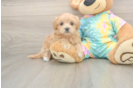 Small Maltipoo Baby