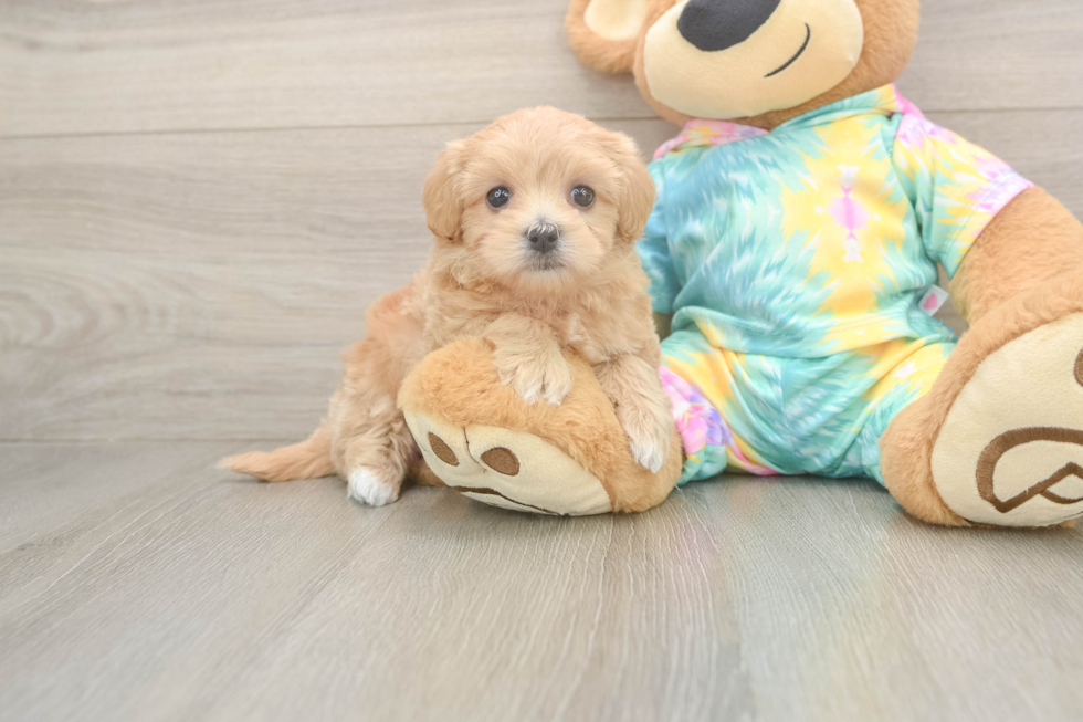 Small Maltipoo Baby