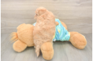 Maltipoo Puppy for Adoption