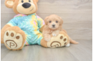 Maltipoo Puppy for Adoption