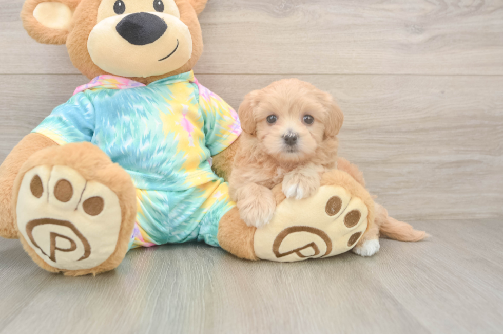 5 week old Maltipoo Puppy For Sale - Puppy Love PR