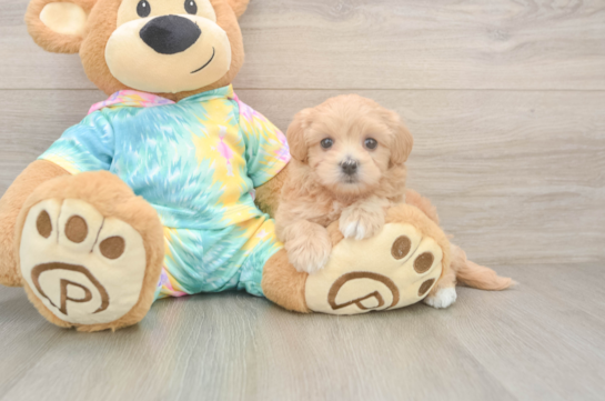 Maltipoo Puppy for Adoption