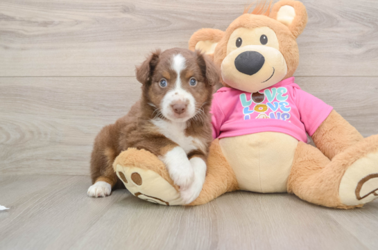 ALADDIN, a Mini Aussie littermate
