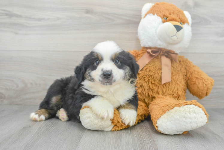 Little Mini Aussie Purebred Pup