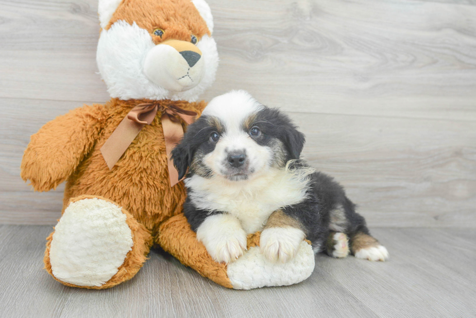 Mini Aussie Puppy for Adoption