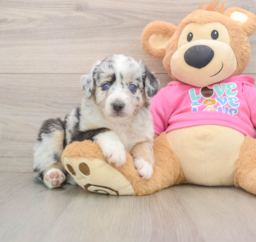 6 week old Mini Aussie Puppy For Sale - Puppy Love PR