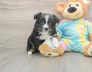 5 week old Mini Aussie Puppy For Sale - Puppy Love PR