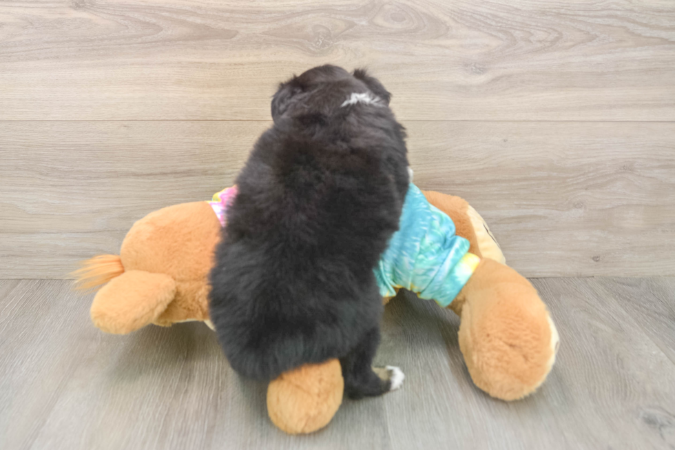 Playful Mini Aussie Baby