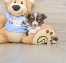 5 week old Mini Aussie Puppy For Sale - Puppy Love PR