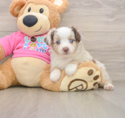 5 week old Mini Aussie Puppy For Sale - Puppy Love PR